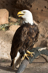 captive eagle
