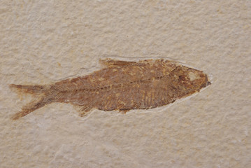 fish fossil
