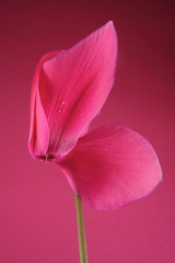 pink cyclamen