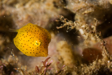 honeycomb cowfish