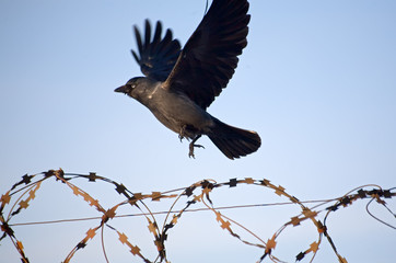 bondage and freedom