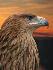 brown eagle
