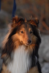 shetland shepherd