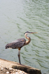 crane