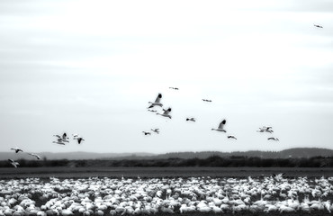 snow geese taking off with artistic look