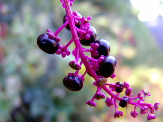 pretty berries on a pink stem
