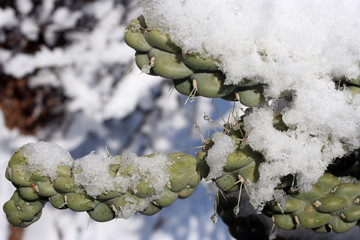 cactus snow