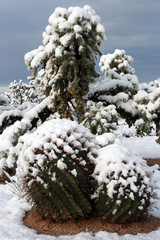 snow cactus