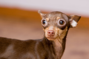 dog portrait (chihuahua)