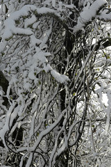 racine neige