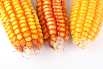 maize on the cob