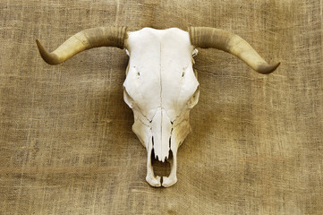 skull on burlap