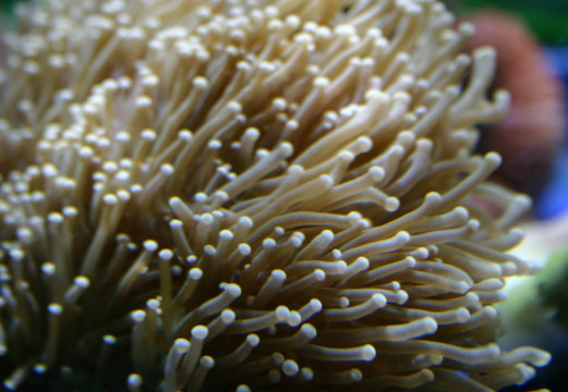 corail anémone