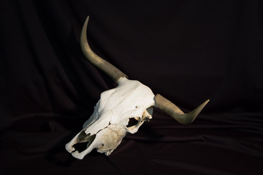 steer skull 1