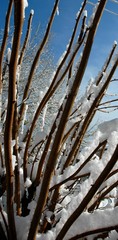 branches sous la neige