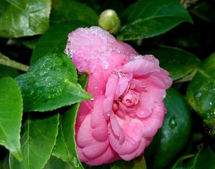 fleur de camélia gelée