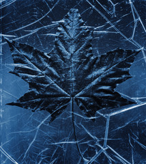 leaf in ice