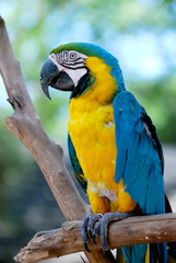 colorful parrot