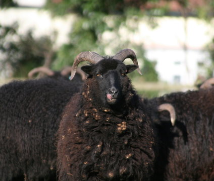 hebridean sheep