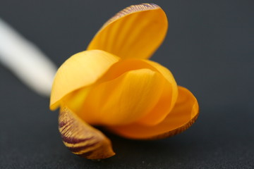 crocus