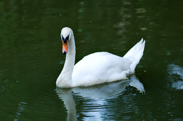 swan swimming