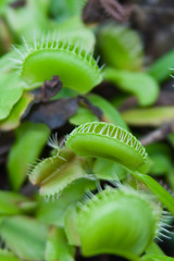 venus flytrap © Rajeshwar Hundal