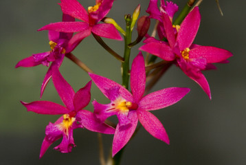 magenta orchids © Rajeshwar Hundal