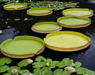 water lilly leaves