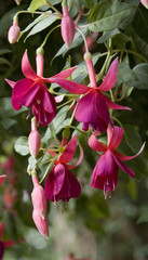 red flowers