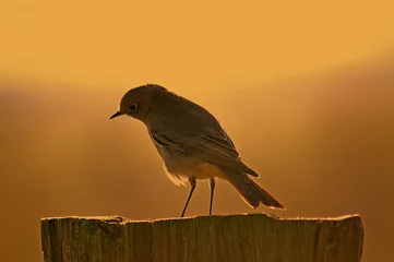 Fototapeten vogel auf einem baumstumpf © save the moment