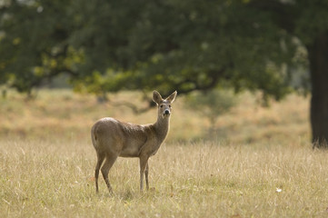 doe deer