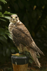 captive bird