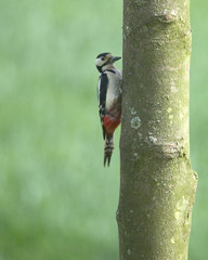 great spotted woodpecker
