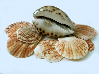 shell