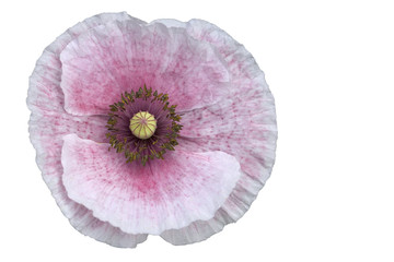 pink poppy isolated with clipping path