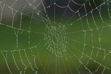 dew on spiders web