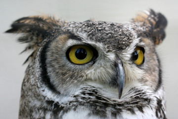 owl