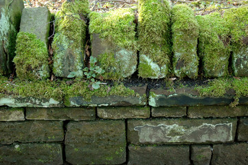 moss on dry stone wall