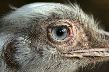 ostrich close-up portrait