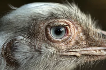 Printed kitchen splashbacks Ostrich ostrich close-up portrait