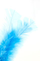 blue bird's feather