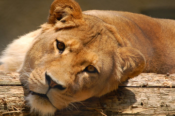 lionne