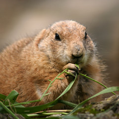 marmotte