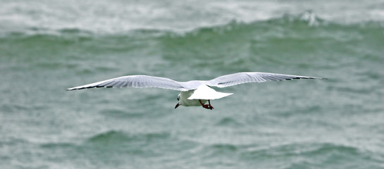 une mouette en vole regardant l'océan