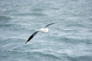 mouette en vol