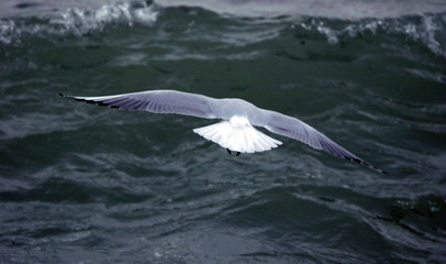 mouette en vol
