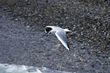 mouette en vol