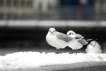 mouette au regard perçant en plein hiver
