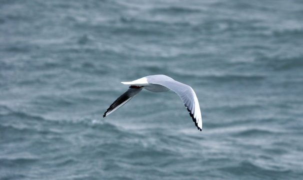 mouette en vol