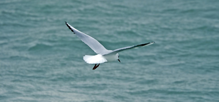 oiseau, mouette en vol